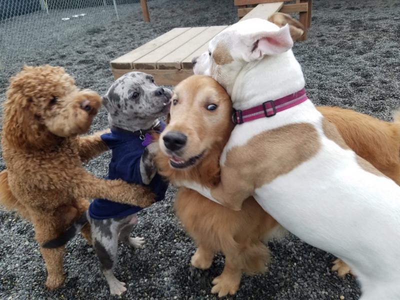 kennel software.jpg