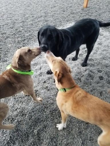 dog kennel software.jpg
